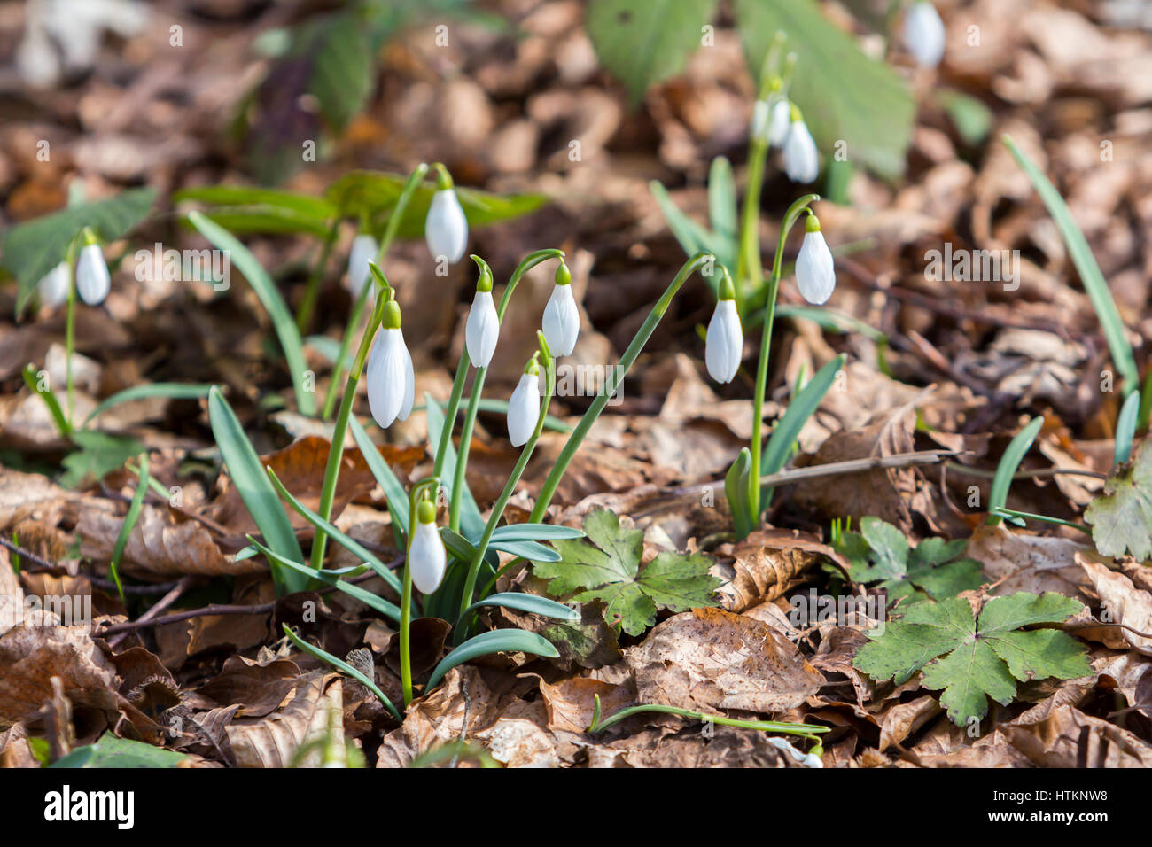 White snowdrops, the first spring flowers in the forest Stock Photo