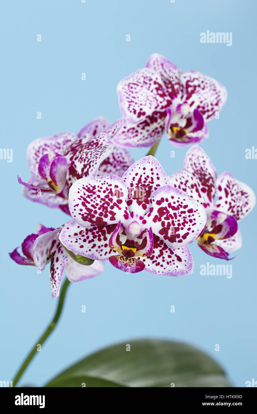 The branch of a motley orchid on a blue background Stock Photo
