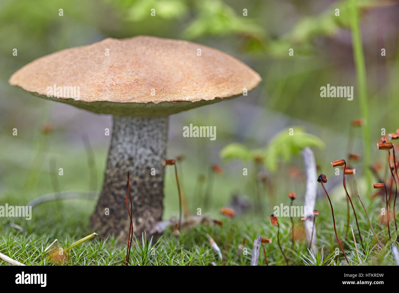 The aspen mushroom grows on a forest glade among a moss Stock Photo