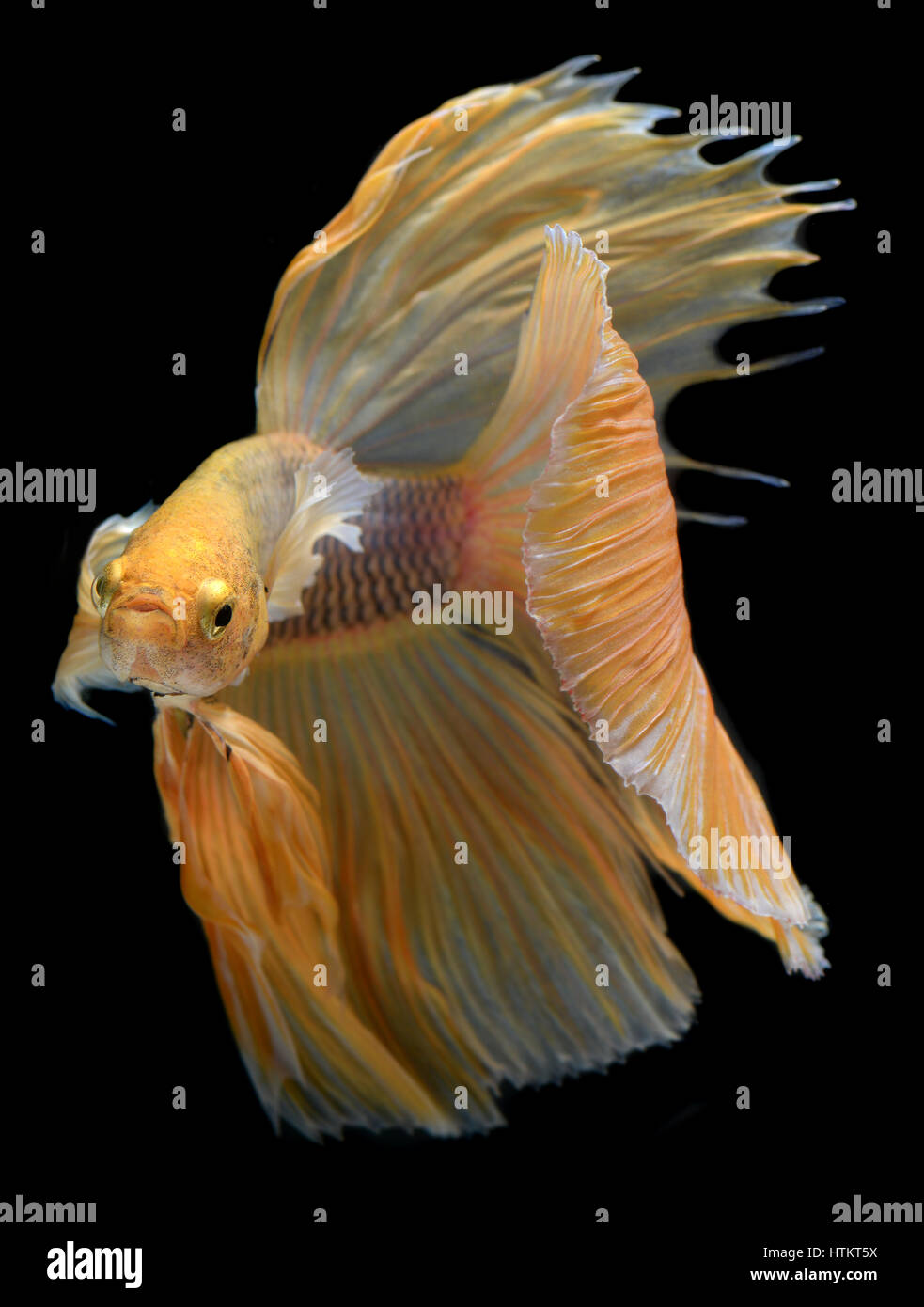 Yellow golden Colorful waver of Betta Saimese fighting fish beauty and ...