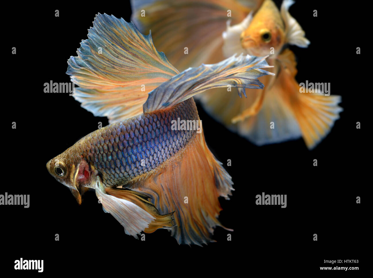 Yellow betta fish swimming hi-res stock photography and images - Alamy