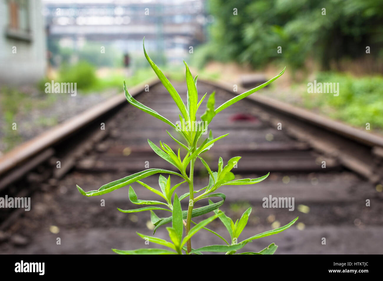 The longly grass in the middle of railway Stock Photo - Alamy