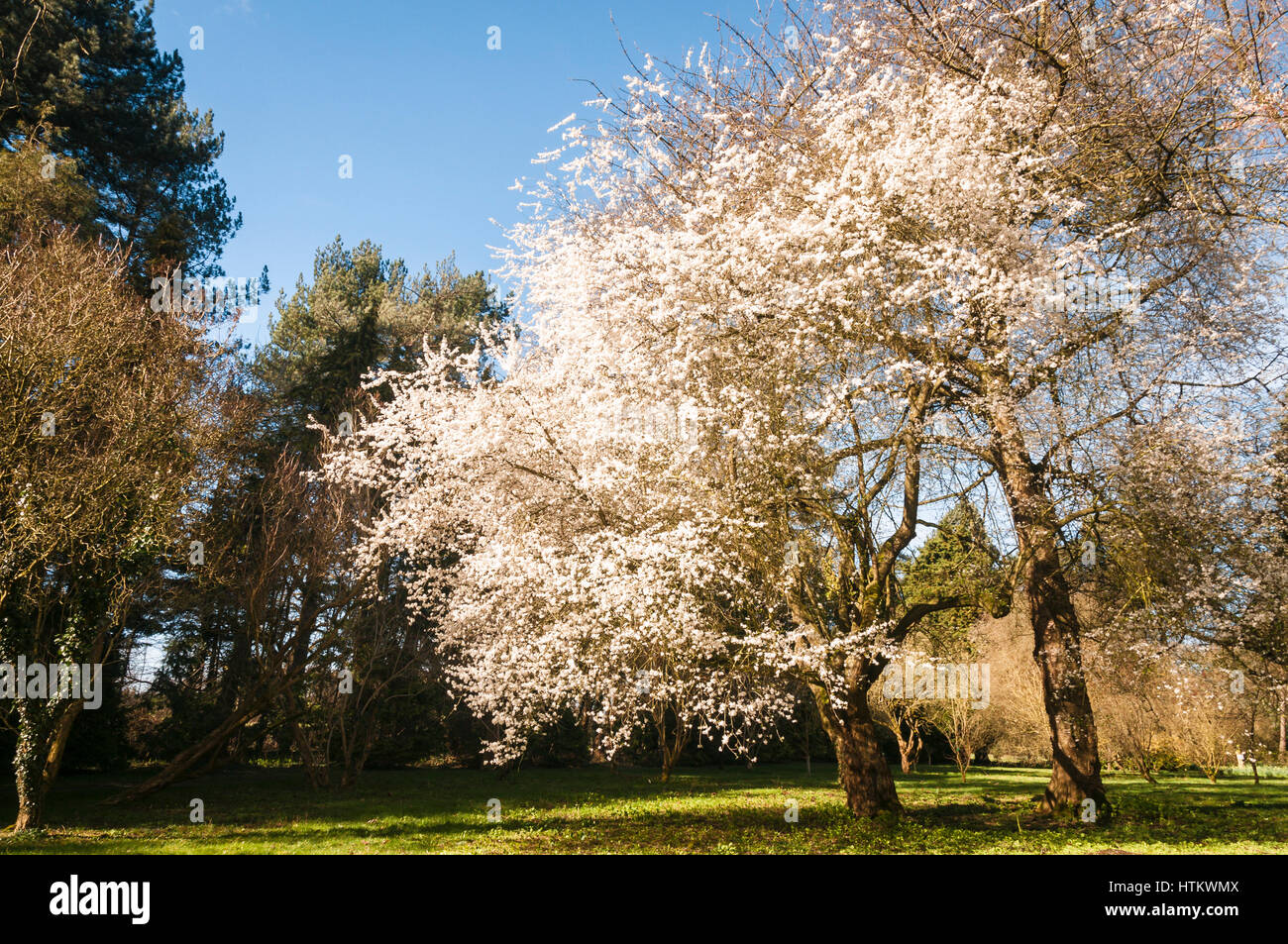 Cherry trees blossoming in the spring sunshine Stock Photo