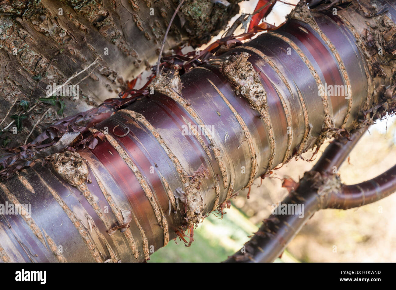 The trunk of the Himalayan birch bark cherry tree, Prunus serrulata Stock Photo