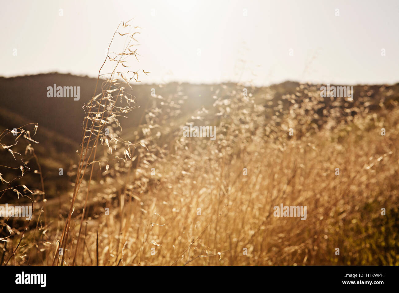 Sunshine through tall dry grass hi-res stock photography and images - Alamy