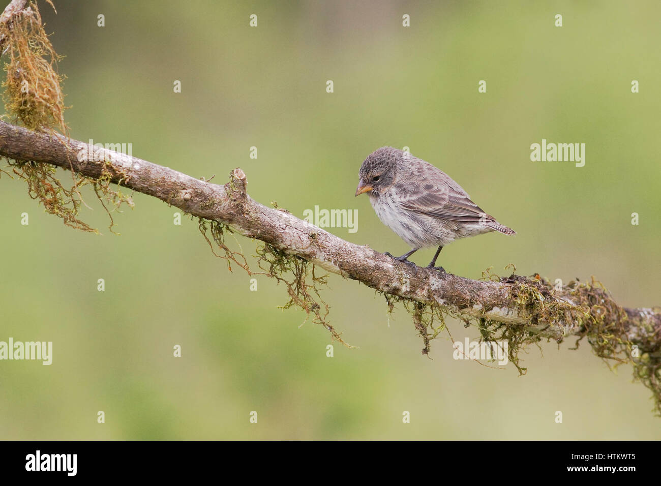 Small Ground Finch (Geospiza fuliginosa) female, Highlands, Santa Cruz, Galapagos Islands, Ecuador Stock Photo