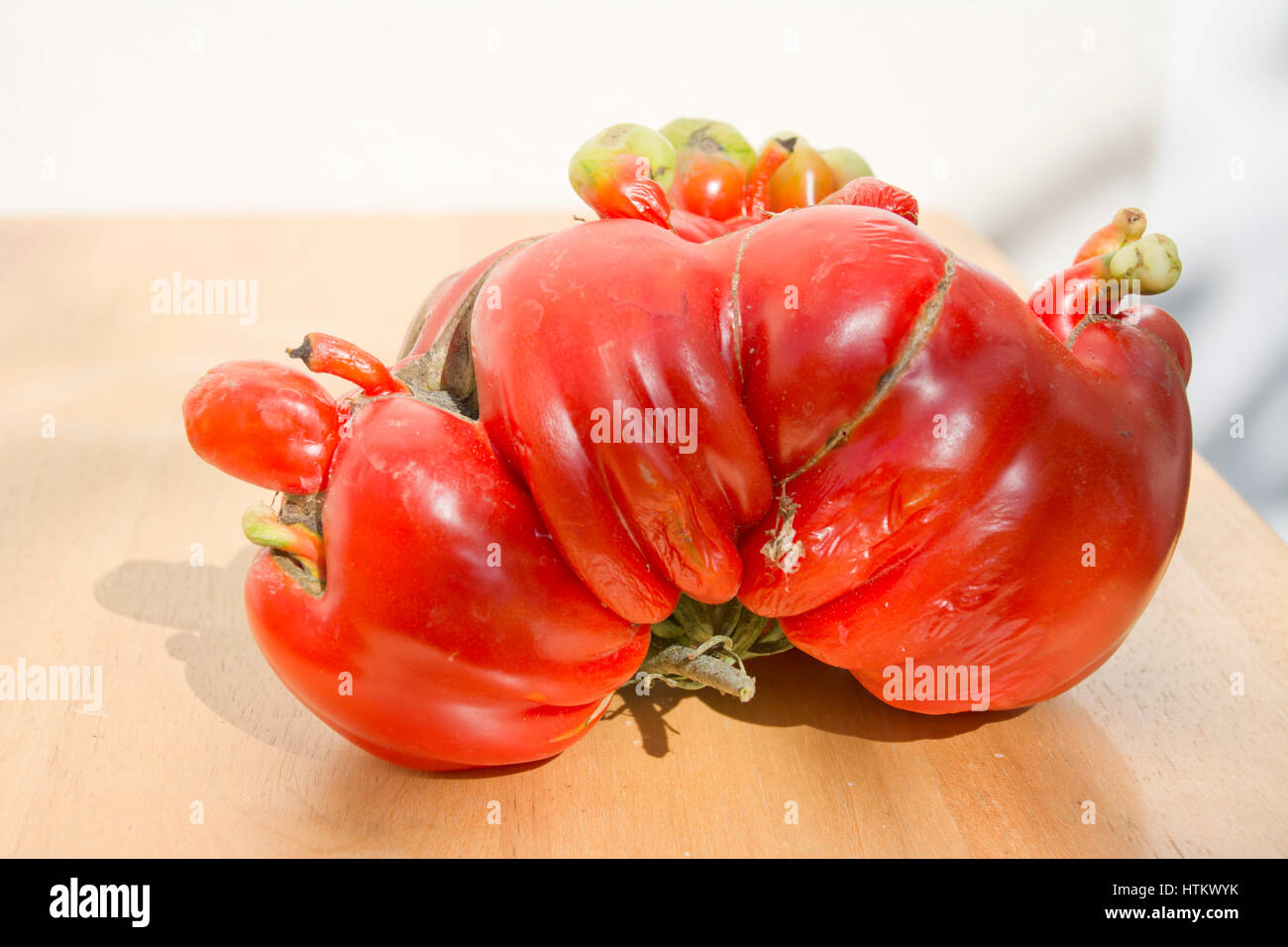 Funny shaped tomato Beefmaster F1 Stock Photo