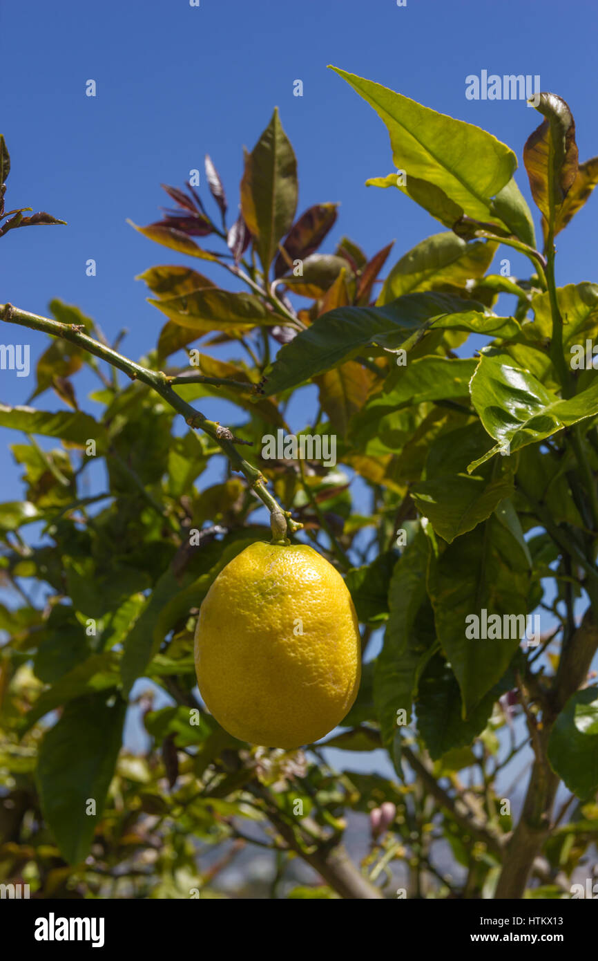 a lemon growing on lemon tree Stock Photo Alamy