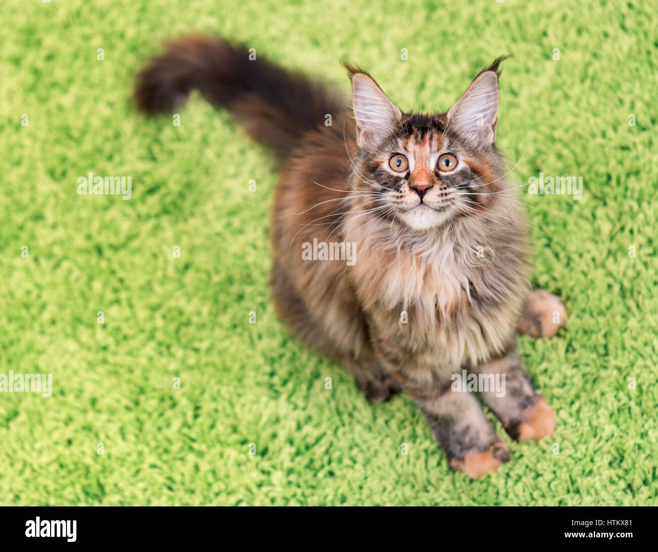 Fluffy Tortoiseshell Kitty Sitting On A Green Carpet Portrait Of