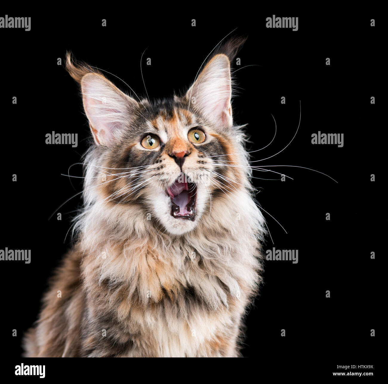Portrait of domestic tortoiseshell Maine Coon kitten. Fluffy kitty on