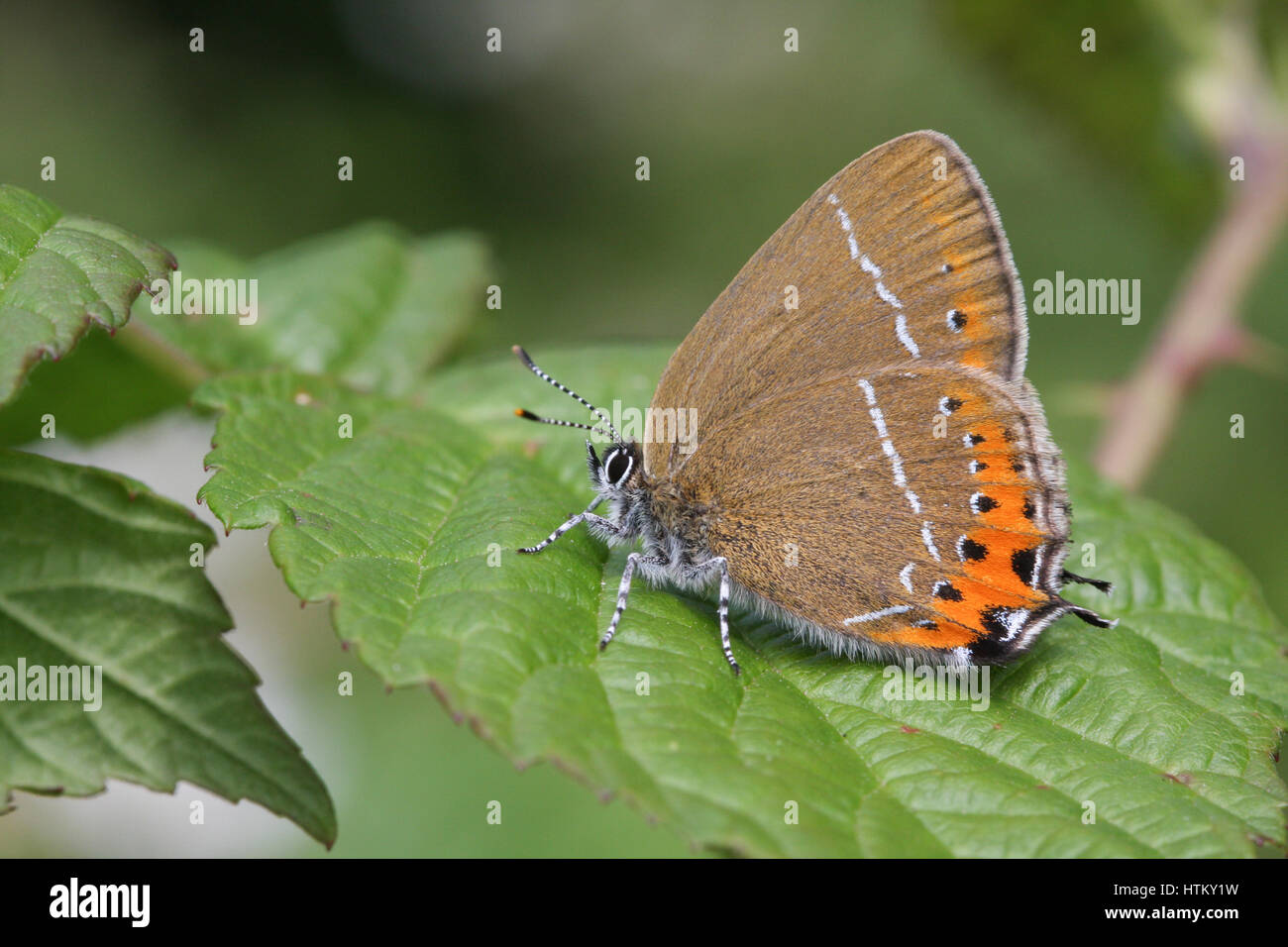 A side view of a Black Hairstreak Butterfly (Satyrium pruni) perched on a leaf with its wings closed. Stock Photo