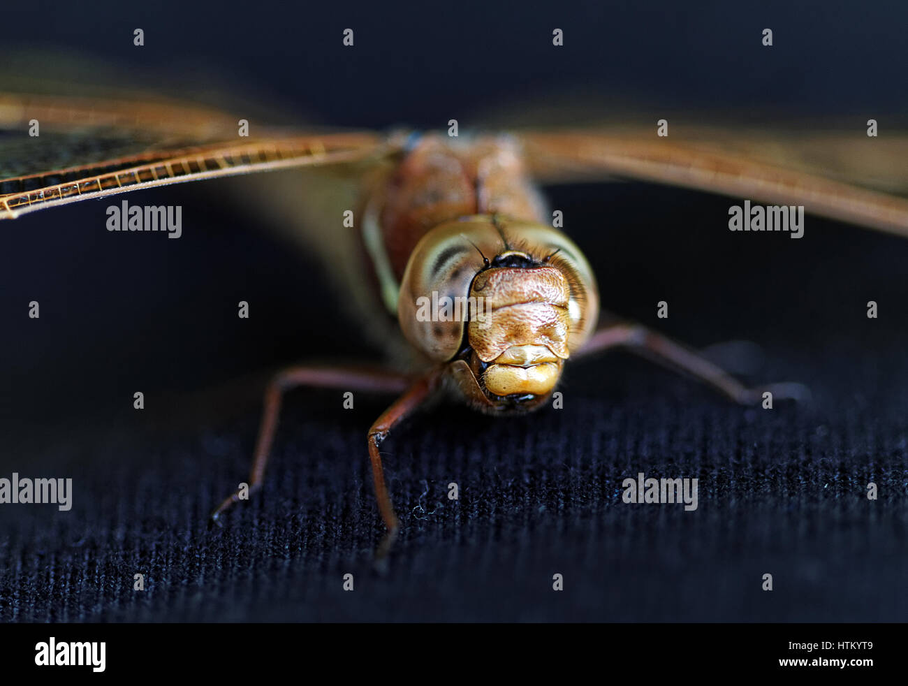 A dragonfly is an insect belonging to the order Odonata, the suborder Epiprocta or, in the strict sense, the infraorder Anisoptera. It is characterize Stock Photo