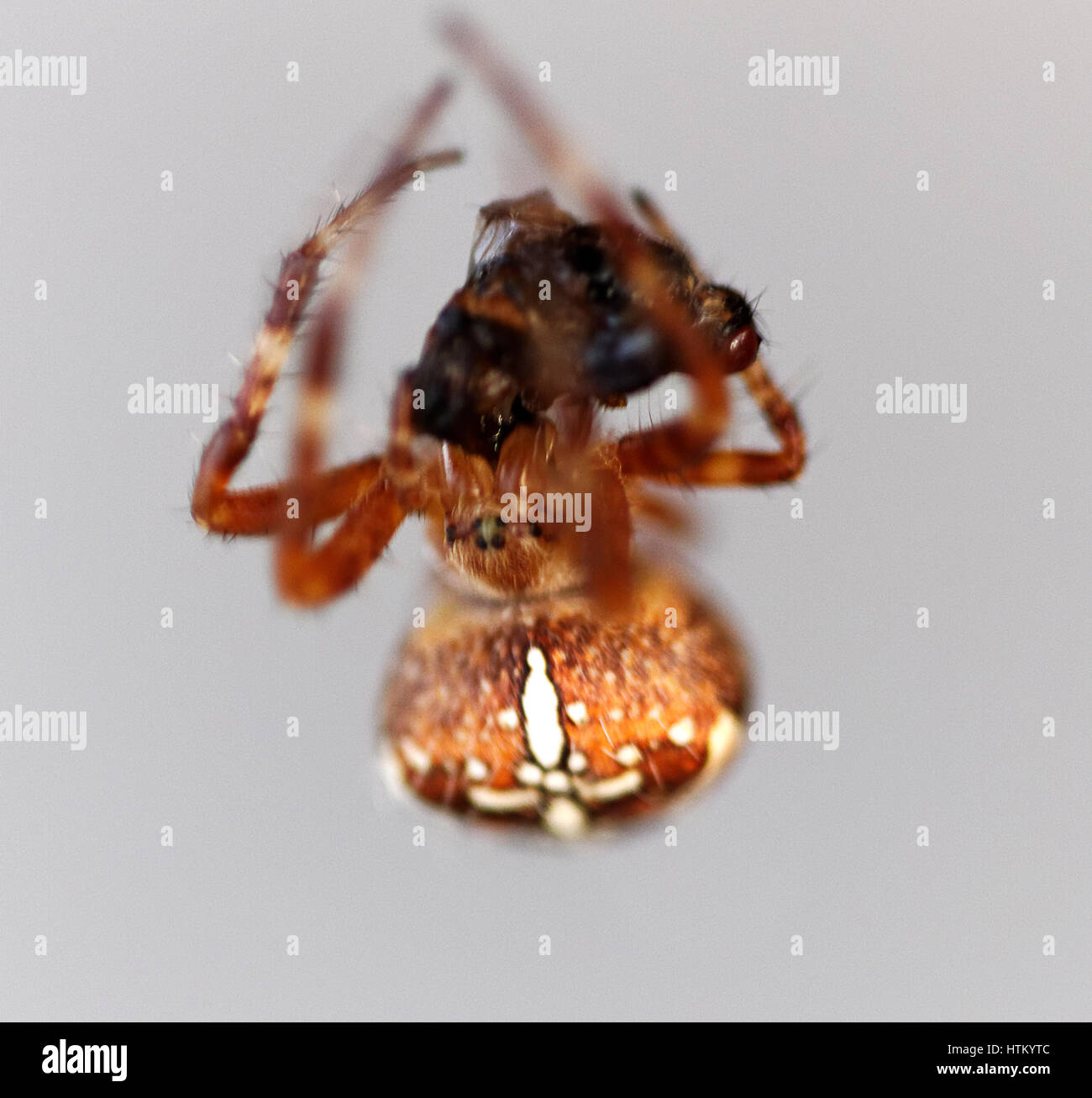 European garden spider Stock Photo - Alamy