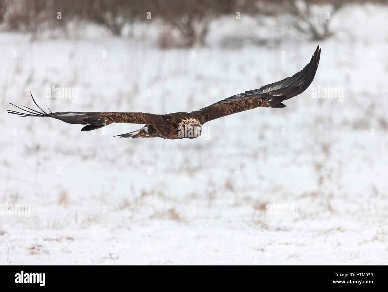 A Mature Golden Eagle Aguila Chrysaetos In Flight At A