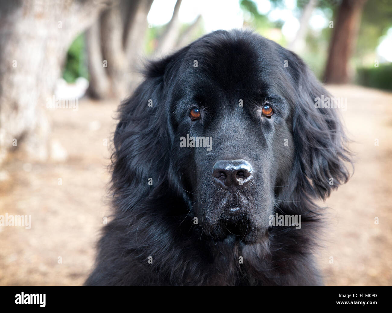 Beautiful black newfoundland dog sits on the dried up grass in a park with trees with a solemn look on her face with her mouth closed. Stock Photo