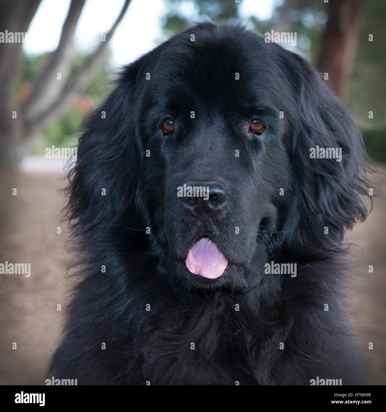 Large headshot of black newfoundland dog in a park with trees. Her tongue is hanging out Stock Photo