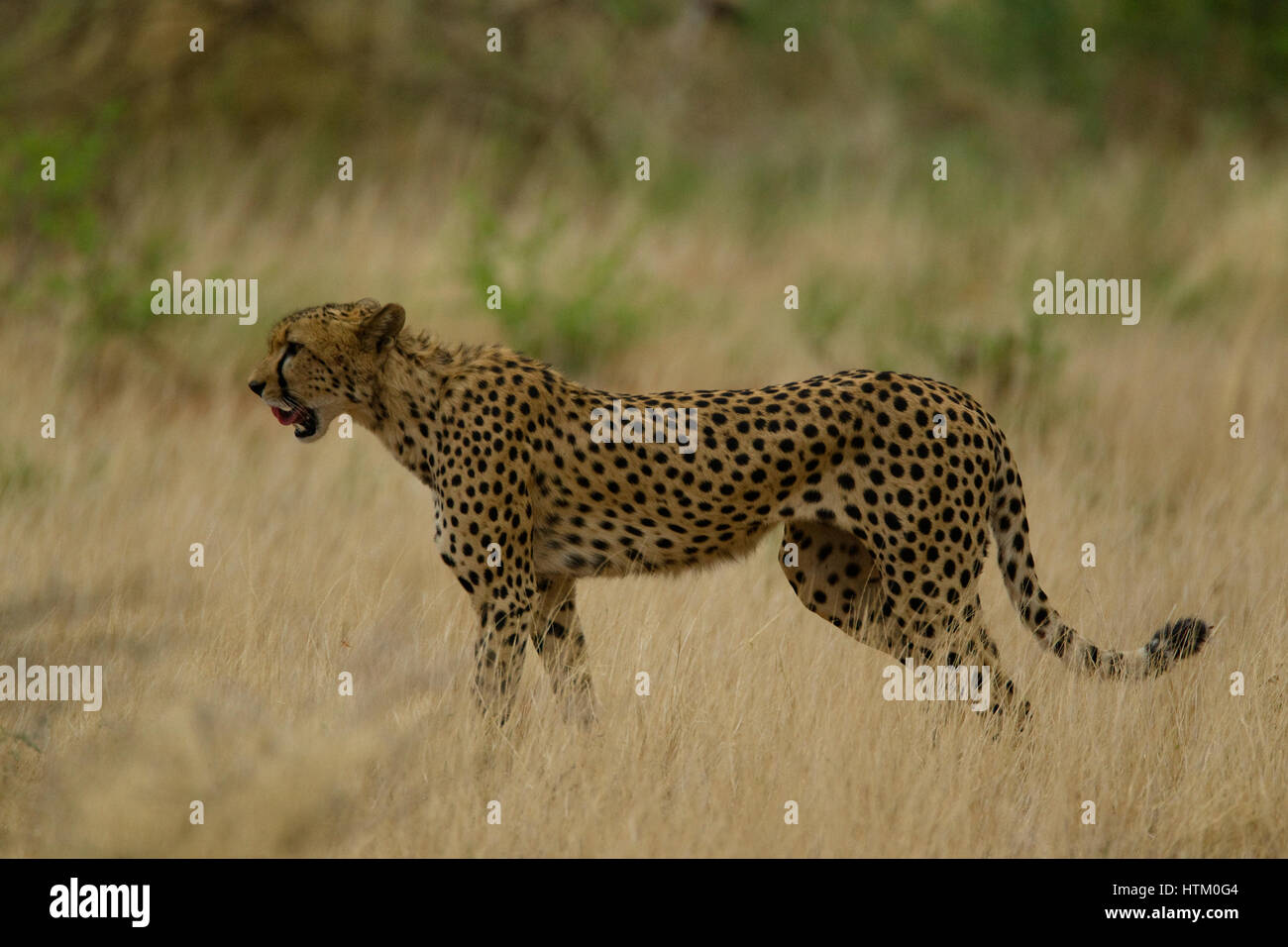 Male Cheetah (Acinonyx jubatus) on the hunt, Samburu National Reserve, Kenya, East Africa Stock Photo