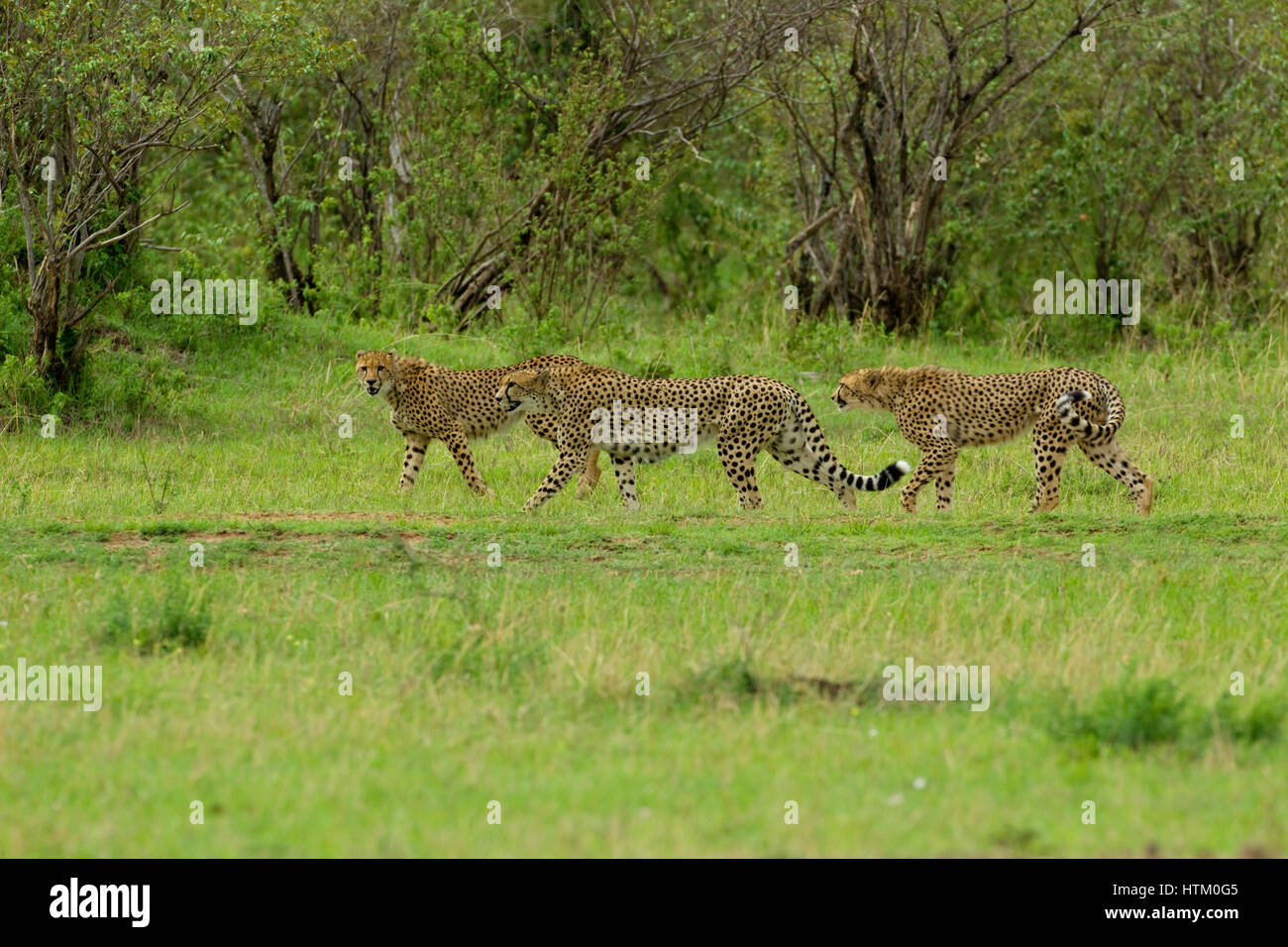 Three Cheetah (Acinonyx jubatus) males on the hunt, Masai Mara National Reserve, Kenya, East Africa Stock Photo