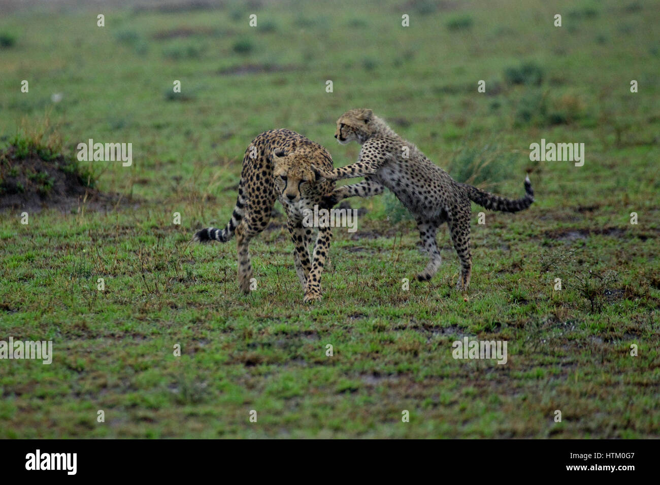 Cheetah (Acinonyx jubatus) mother and cub playing in the rain, Masai Mara National Reserve, Kenya, East Africa Stock Photo