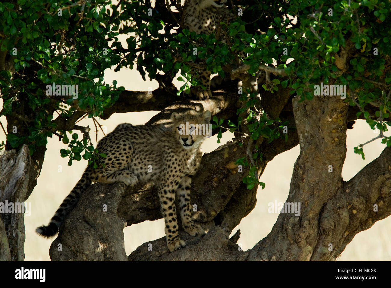 Cheetah (Acinonyx jubatus) cub up in a tree, Masai Mara National Reserve, Kenya, East Africa Stock Photo