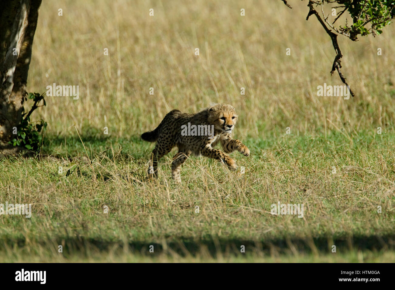 Cheetah (Acinonyx jubatus) cub running, Masai Mara National Reserve, Kenya, East Africa Stock Photo