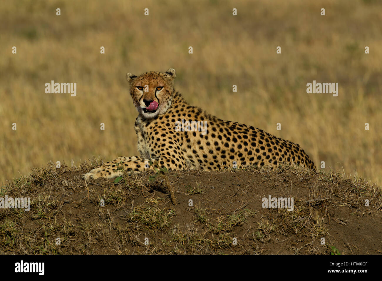 Cheetah (Acinonyx jubatus) resting on a dirt mound, Masai Mara National Reserve, Kenya, East Africa Stock Photo