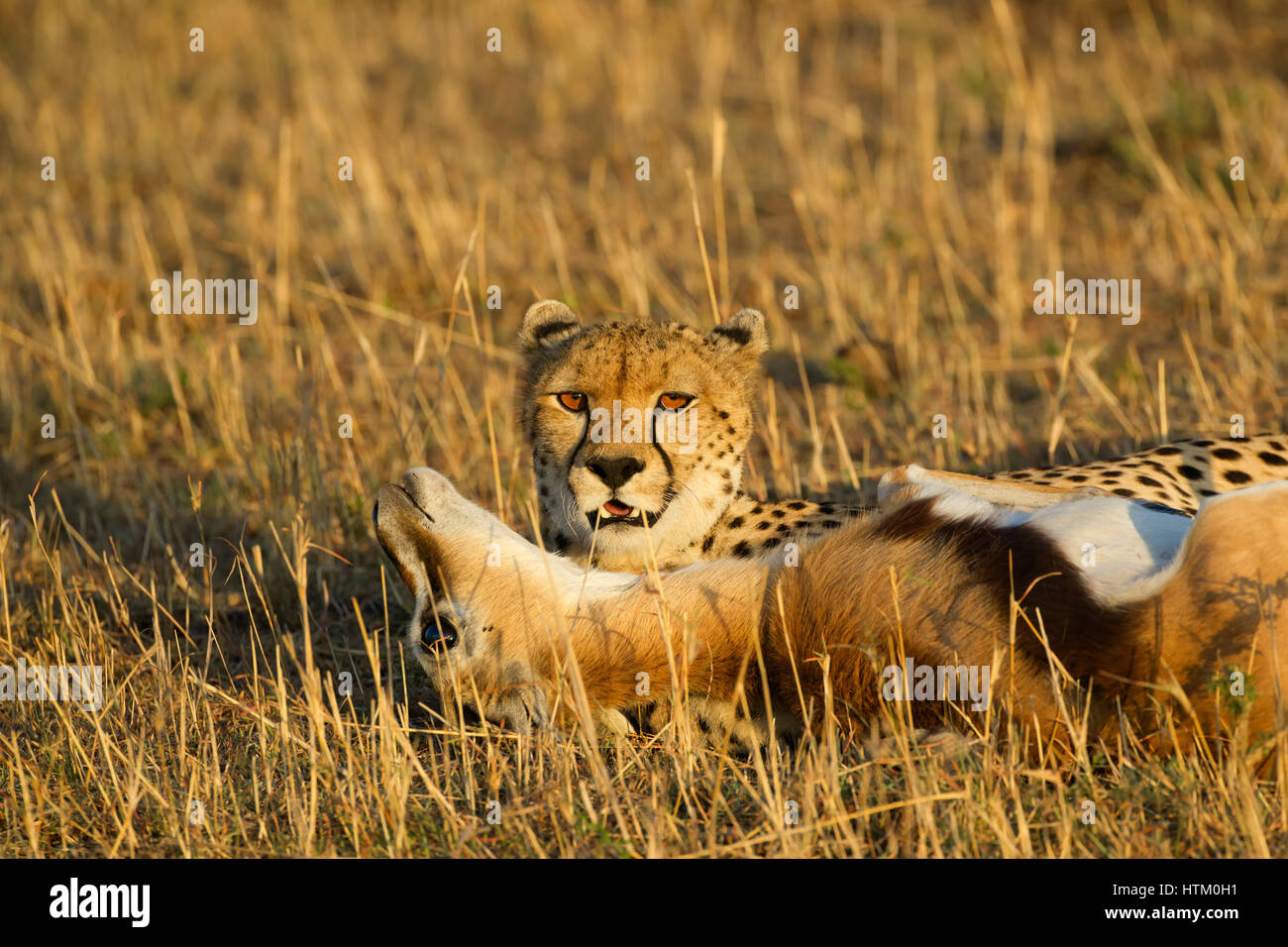 Cheetah (Acinonyx jubatus) with its kill, Masai Mara National Reserve, Kenya, East Africa Stock Photo