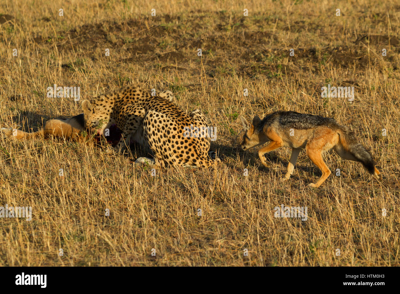 A jackal sneeks up behind a Cheetah (Acinonyx jubatus) with its kill, Masai Mara National Reserve, Kenya, East Africa Stock Photo