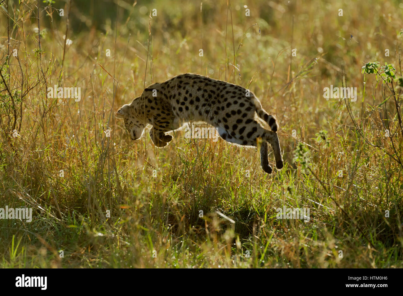 Serval and prey hires stock photography and images Alamy