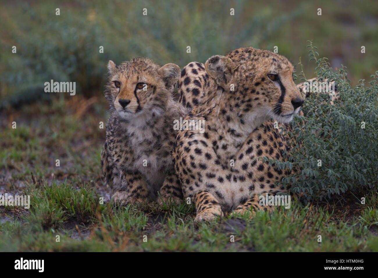 Cheetah (Acinonyx jubatus) mother and cub rest in the rain, Masai Mara National Reserve, Kenya, East Africa Stock Photo
