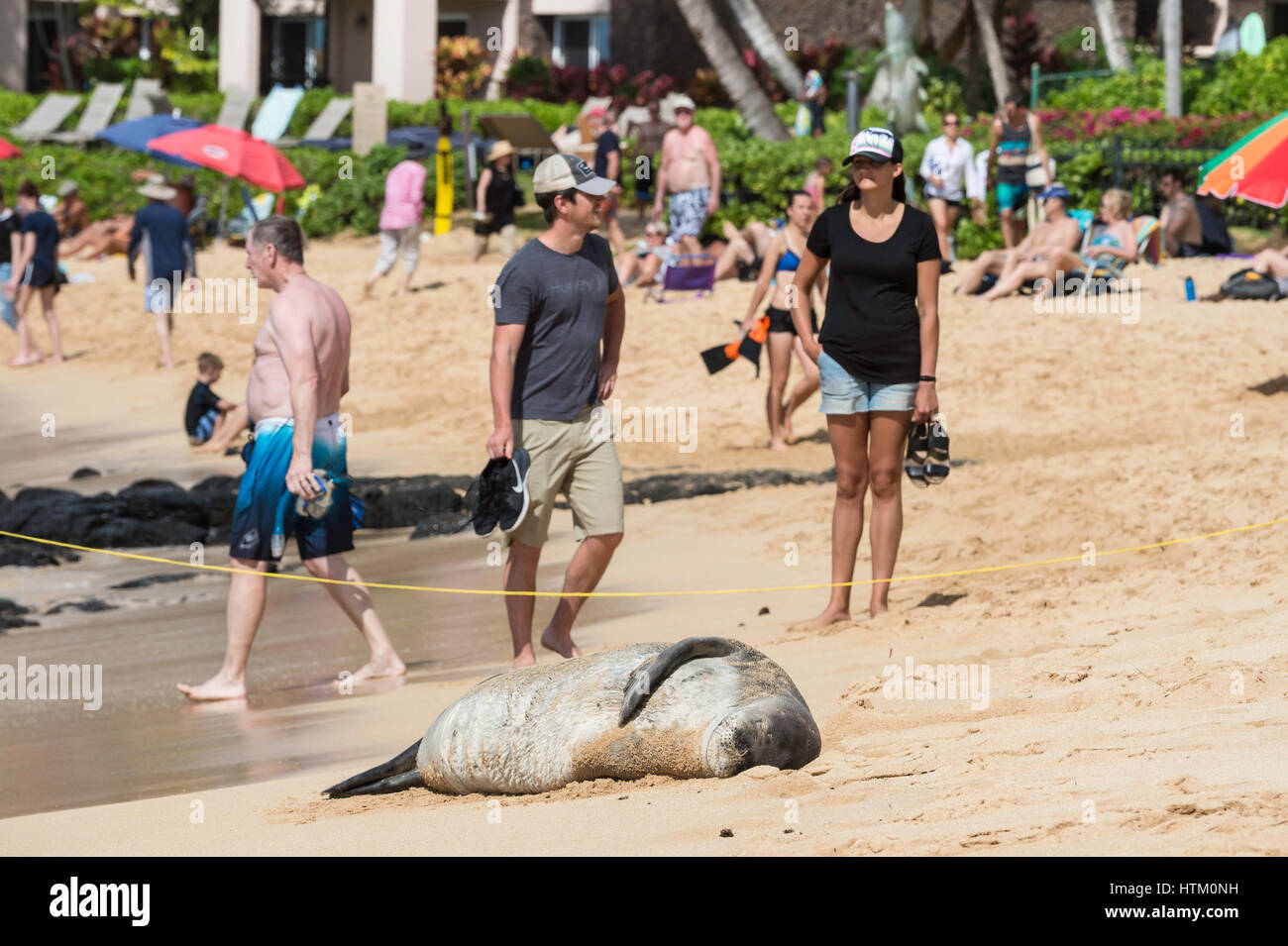 Tourists with Hawaiian monk seal, Neomonachus schauinslandi, Poipu Beach Park, Kauai, Hawaii, USA Stock Photo