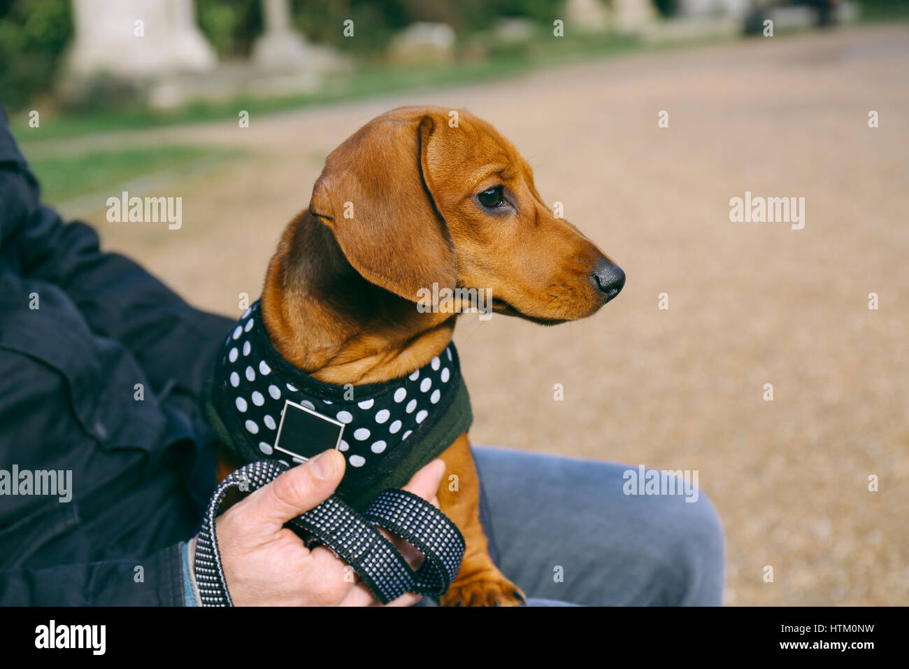 fleece for dachshund