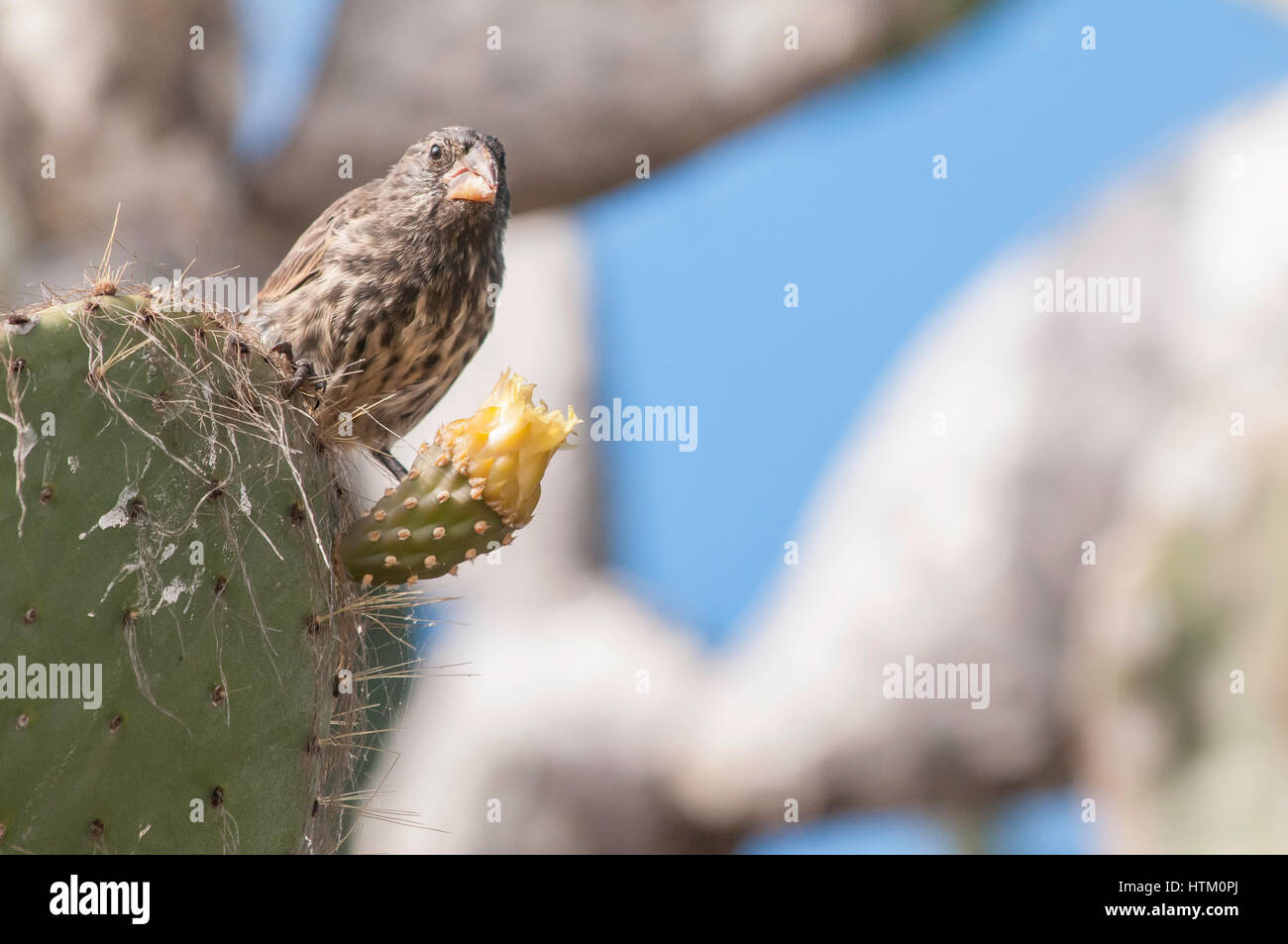 Large Cactus Finch, female, Geospiza conirostris, Isla Genovesa, Galapagos Islands, Ecuador Stock Photo
