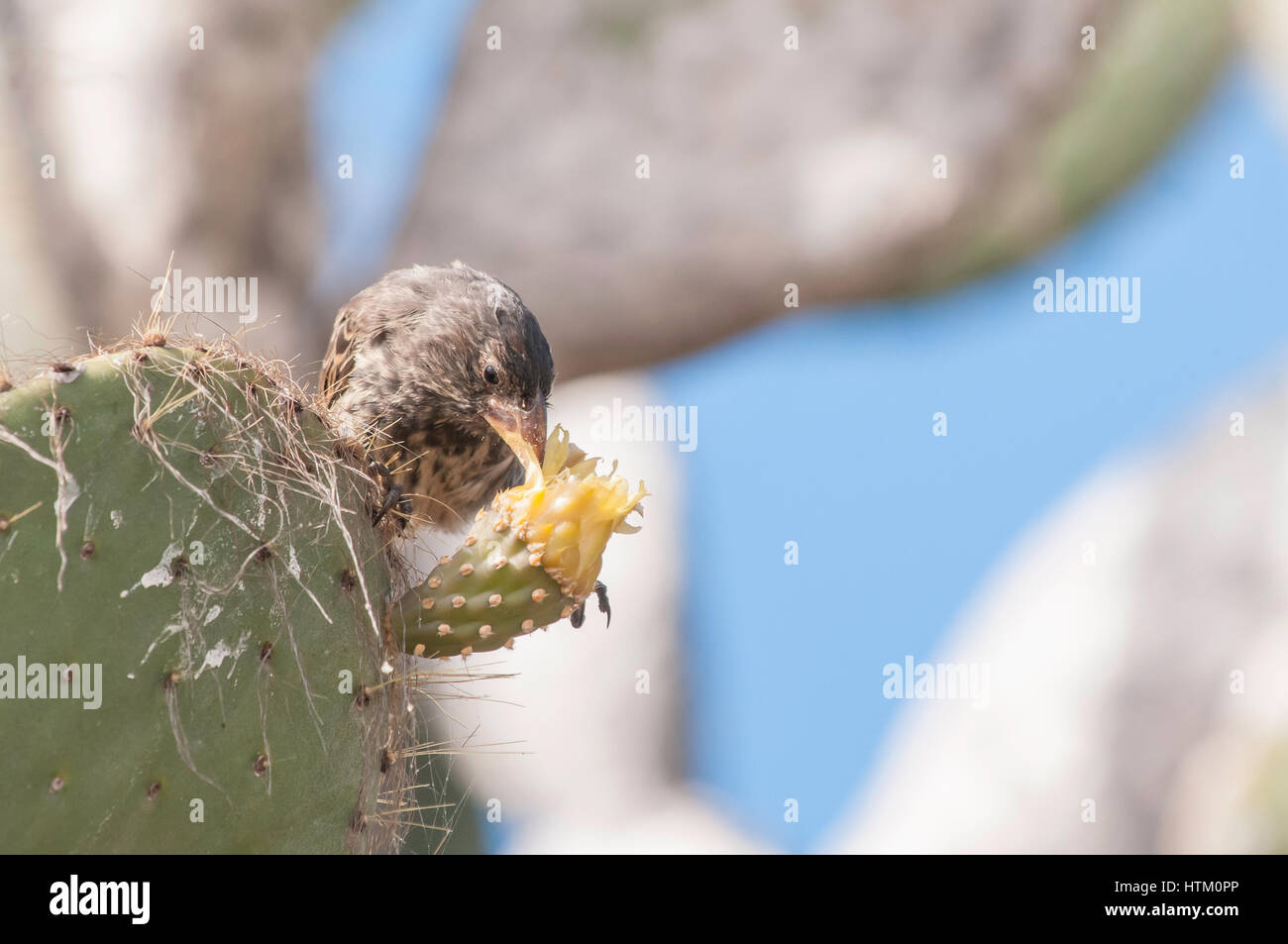 Large Cactus Finch, female, Geospiza conirostris, Isla Genovesa, Galapagos Islands, Ecuador Stock Photo