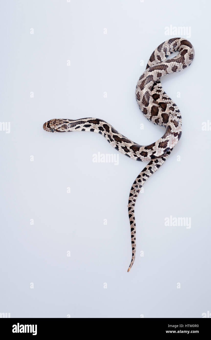 Western fox snake, Elaphe vulpina/vulpinus, juvenile fox snake; native to central USA; cutout with white background Stock Photo