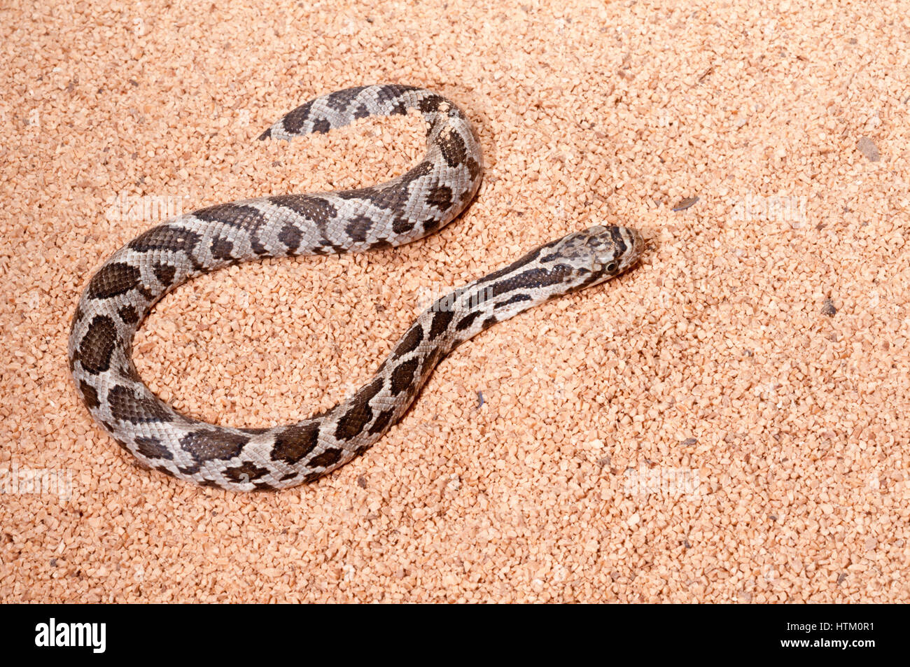 Western fox snake, Elaphe vulpina/vulpinus, juvenile fox snake; native to central USA Stock Photo