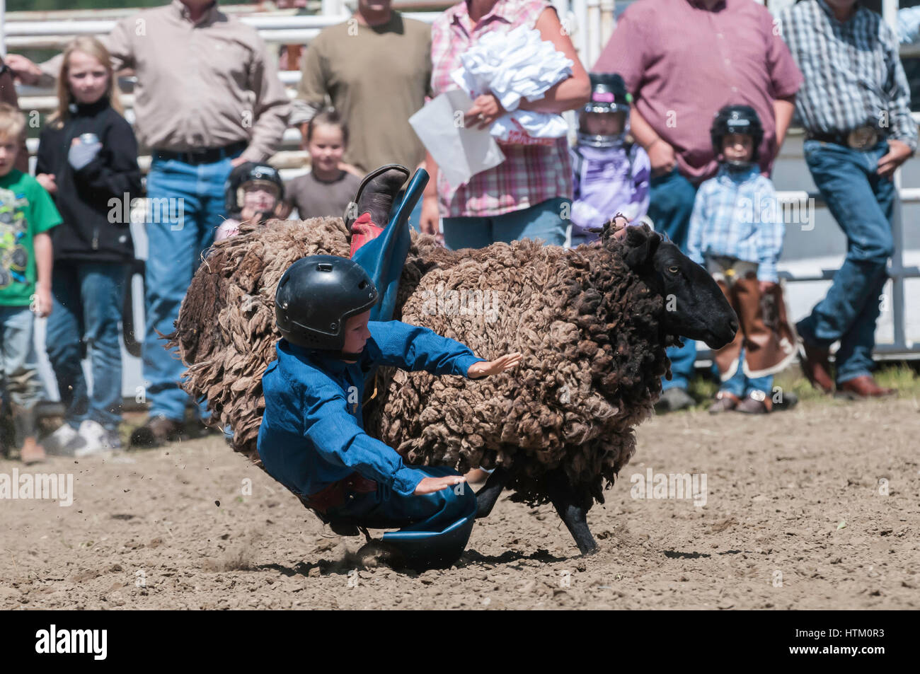 Mutton busting, Caroline Stampede, rodeo, Caroline, Alberta, Canada Stock Photo