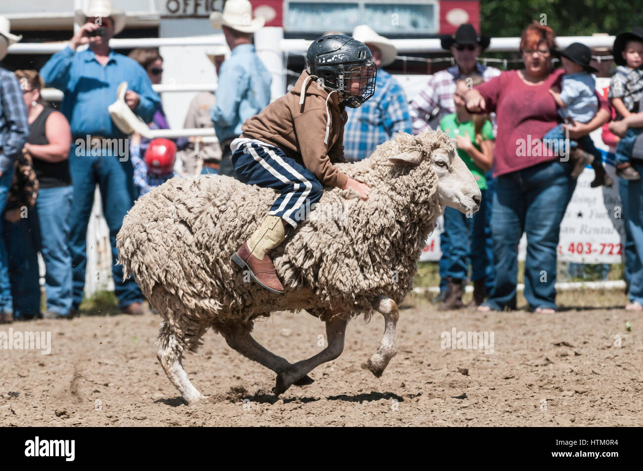 Mutton busting, Caroline Stampede, rodeo, Caroline, Alberta, Canada ...