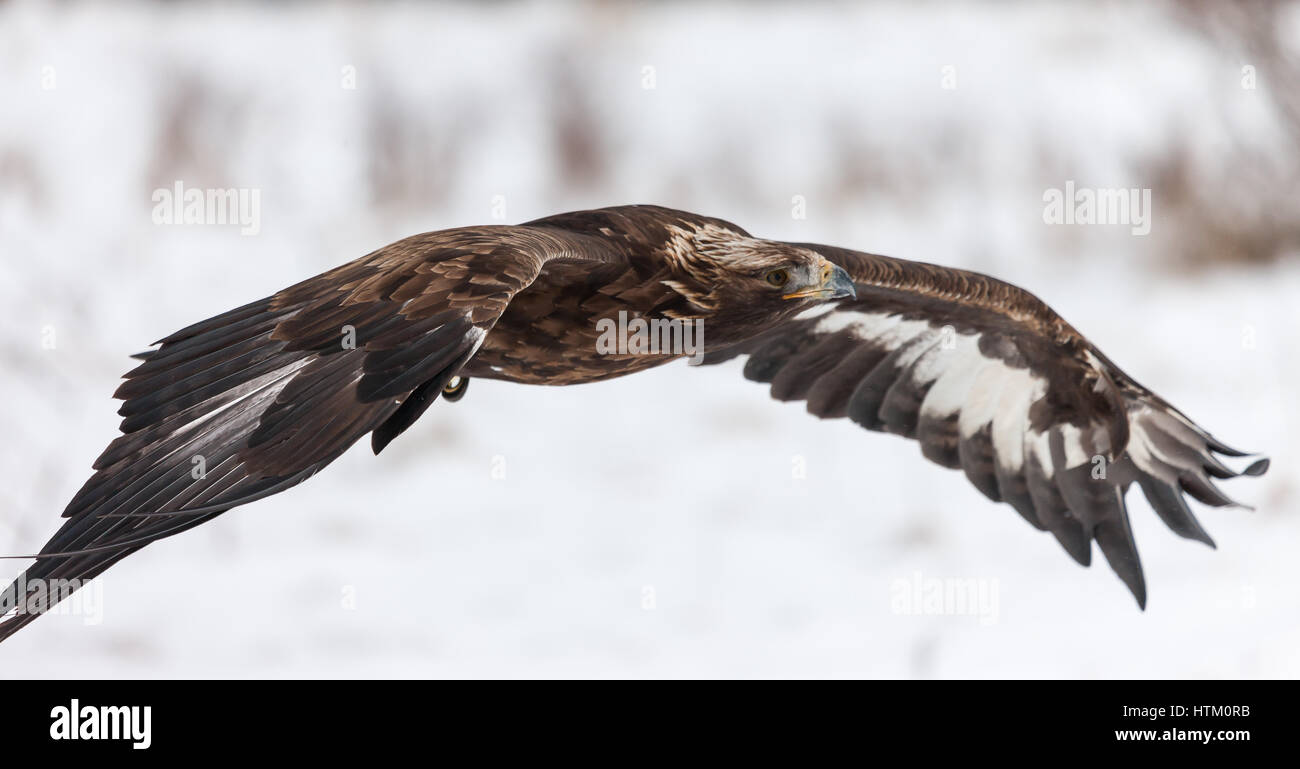 A Mature Golden Eagle Aguila Chrysaetos In Flight At A