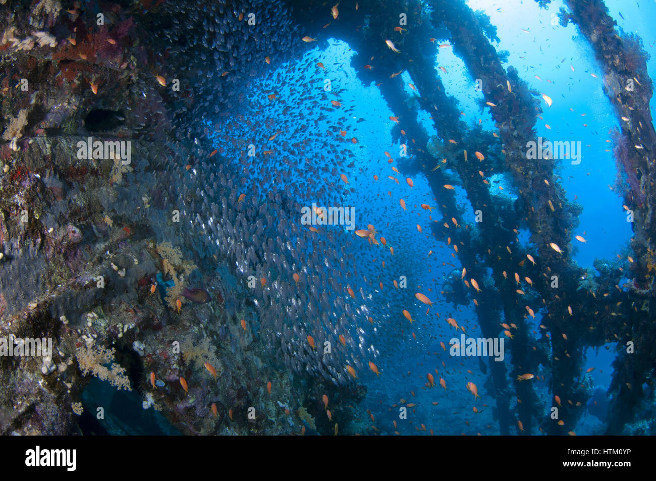 large school of fish Pigmy Sweepers (Parapriacanthus ransonneti) on shipwreck background, Red Sea, Egypt Stock Photo