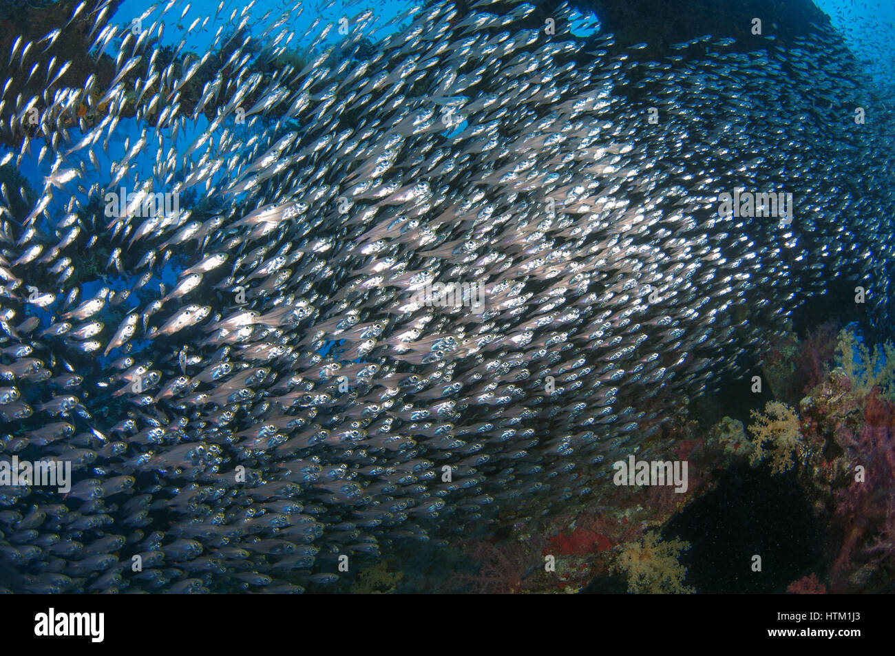 large school of fish Pigmy Sweepers (Parapriacanthus ransonneti) on shipwreck background, Red Sea, Egypt Stock Photo