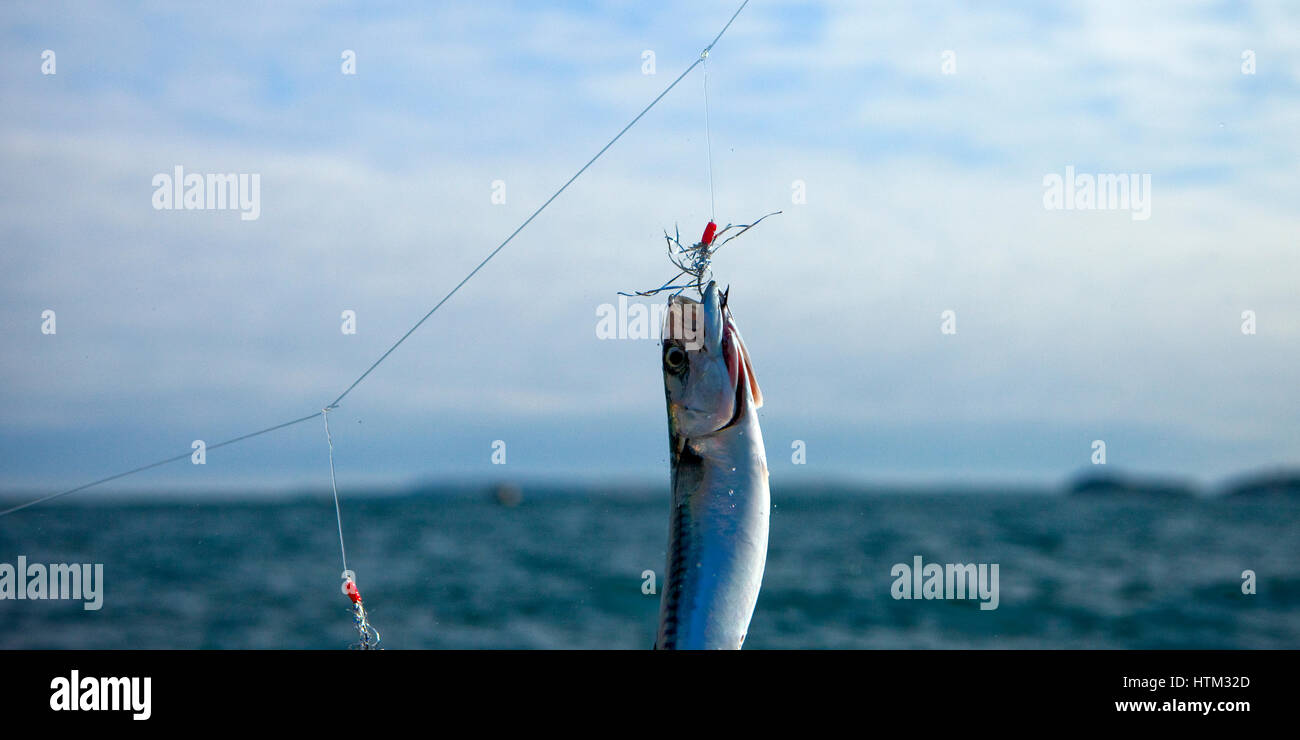 Mackerel Fishing by boat, Tenby, Pembrokeshire, West Wales UK Stock