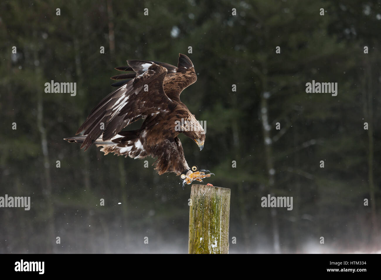 A Mature Golden Eagle Aguila Chrysaetos In Flight At A