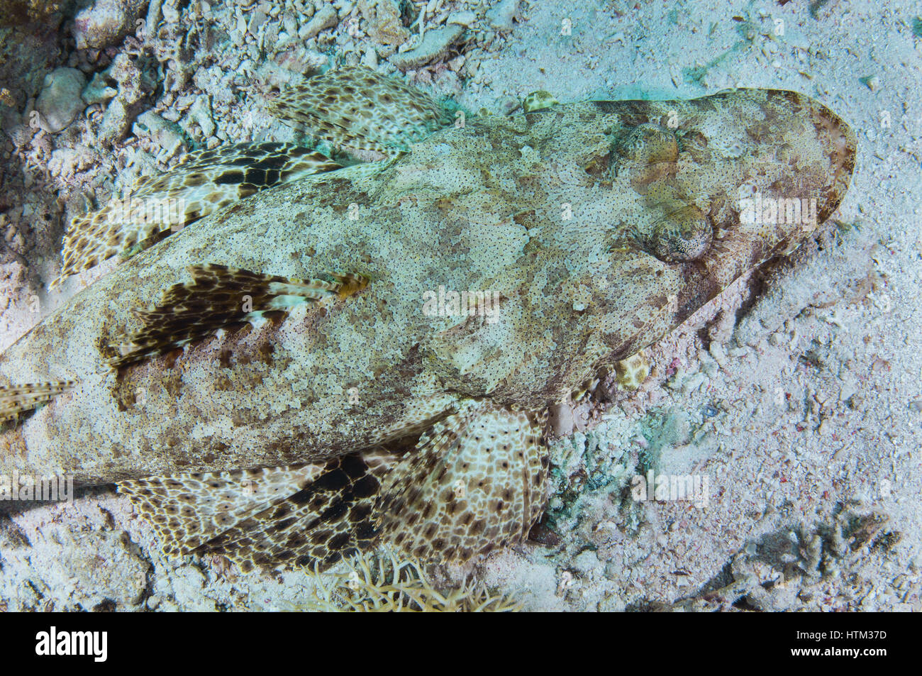 Portrait of Tentacled flathead or Crocodilefish (Papilloculiceps longiceps), Red sea, Sharm El Sheikh, Sinai Peninsula, Egypt Stock Photo