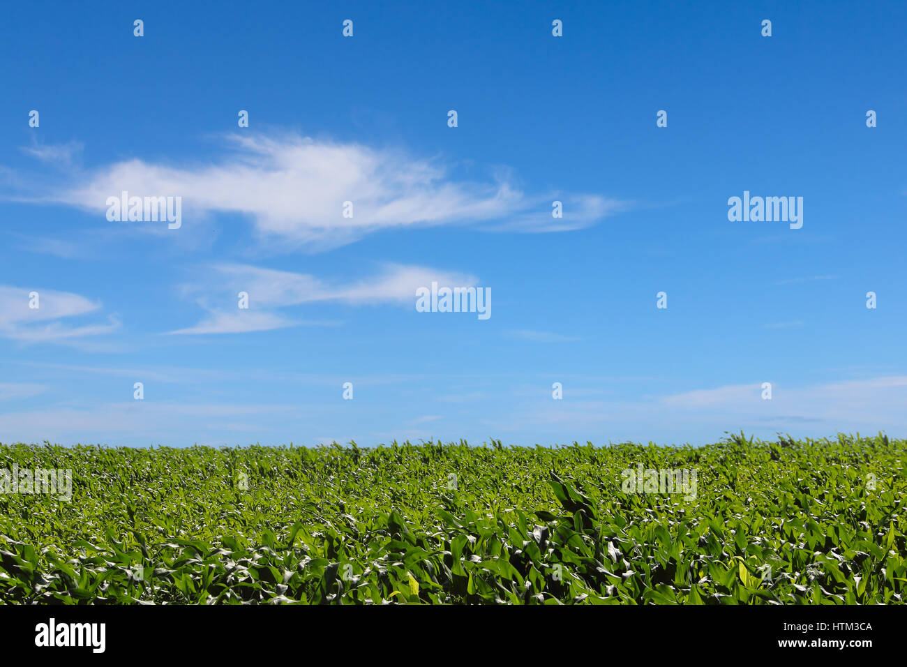 Green corn field under blue sky on summer day Stock Photo - Alamy