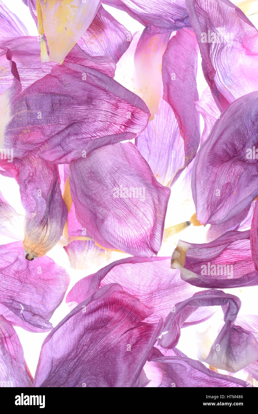 Dried Tulip Petal Flowers as Background Stock Photo Alamy