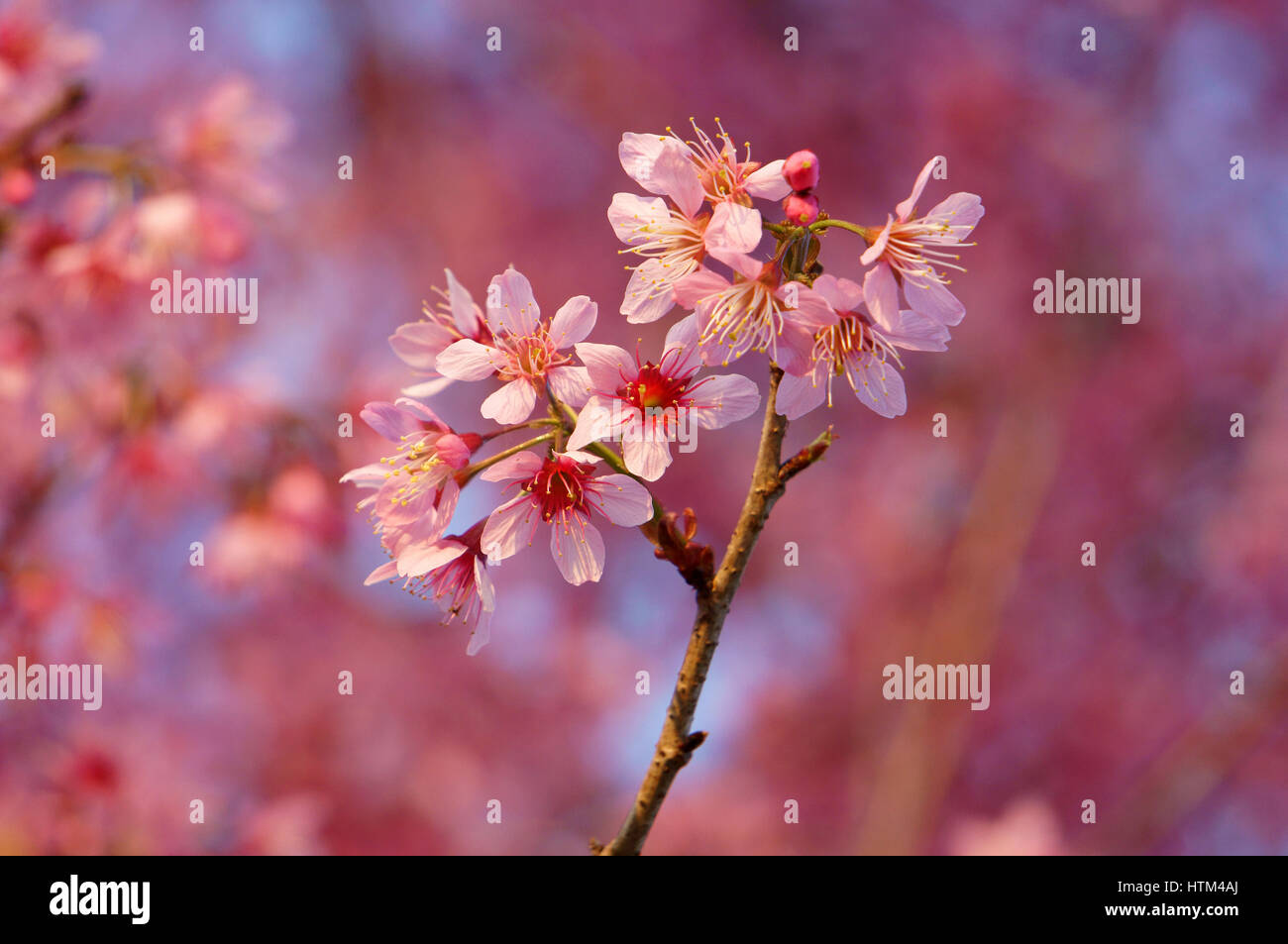 sakura bloom