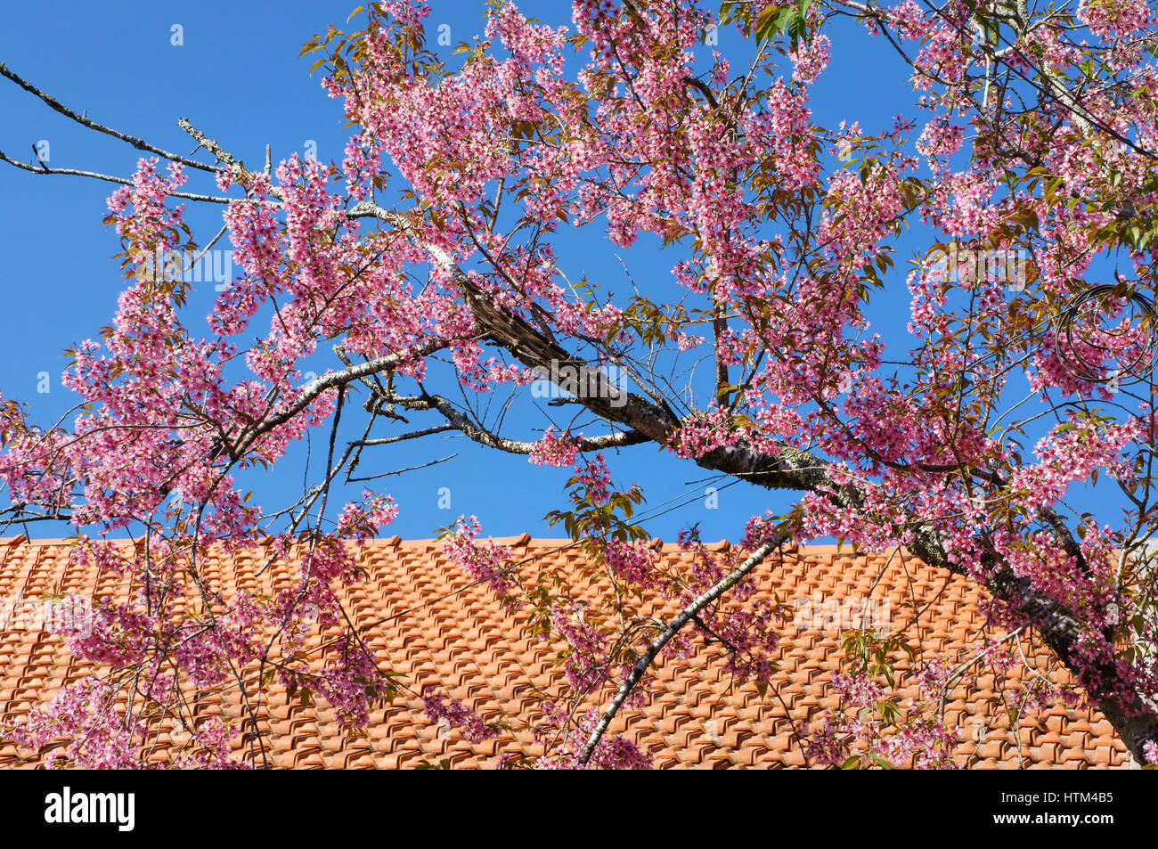 Spring flower, beautiful sakura bloom in vibrant pink, cherry blossom is special of Dalat, Vietnam, blossom in springtime make abstract background Stock Photo