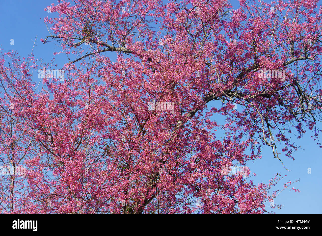 sakura bloom discount