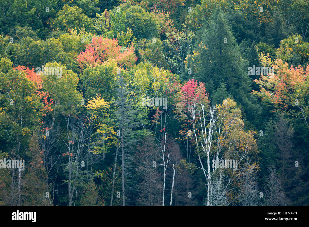 Autumn colours fringing Charlton Lake, nr Whitefish Falls, Sudbury District, Ontario, Canada Stock Photo